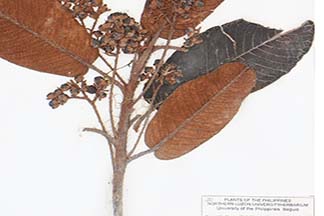 Saurauia elegans