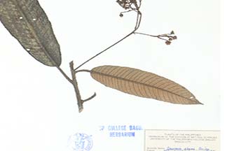 Saurauia elegans