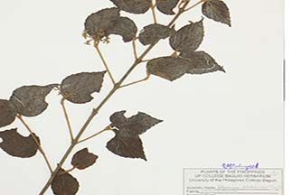 Viburnum luzonicum
