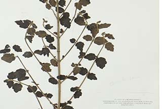 Viburnum luzonicum