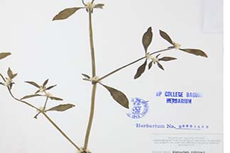 Alternanthera halmifolia