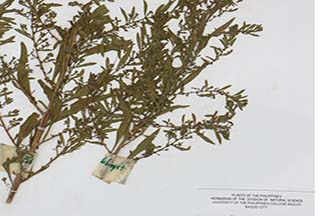Chenopodium acuminatum