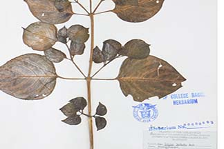 Iresine diffusa subsp. herbstii