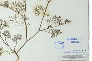 Cyclospermum leptophyllum