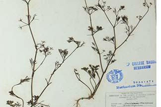 Cyclospermum leptophyllum