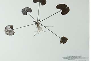 Centella asiatica
