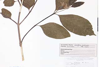 Wrightia pubescens