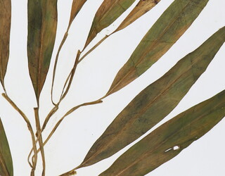 Aglaonema philippinense var. stenophyllum