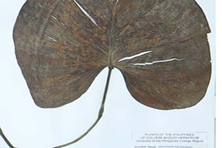 Homalomena philippinensis