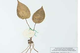Homalomena philippinensis