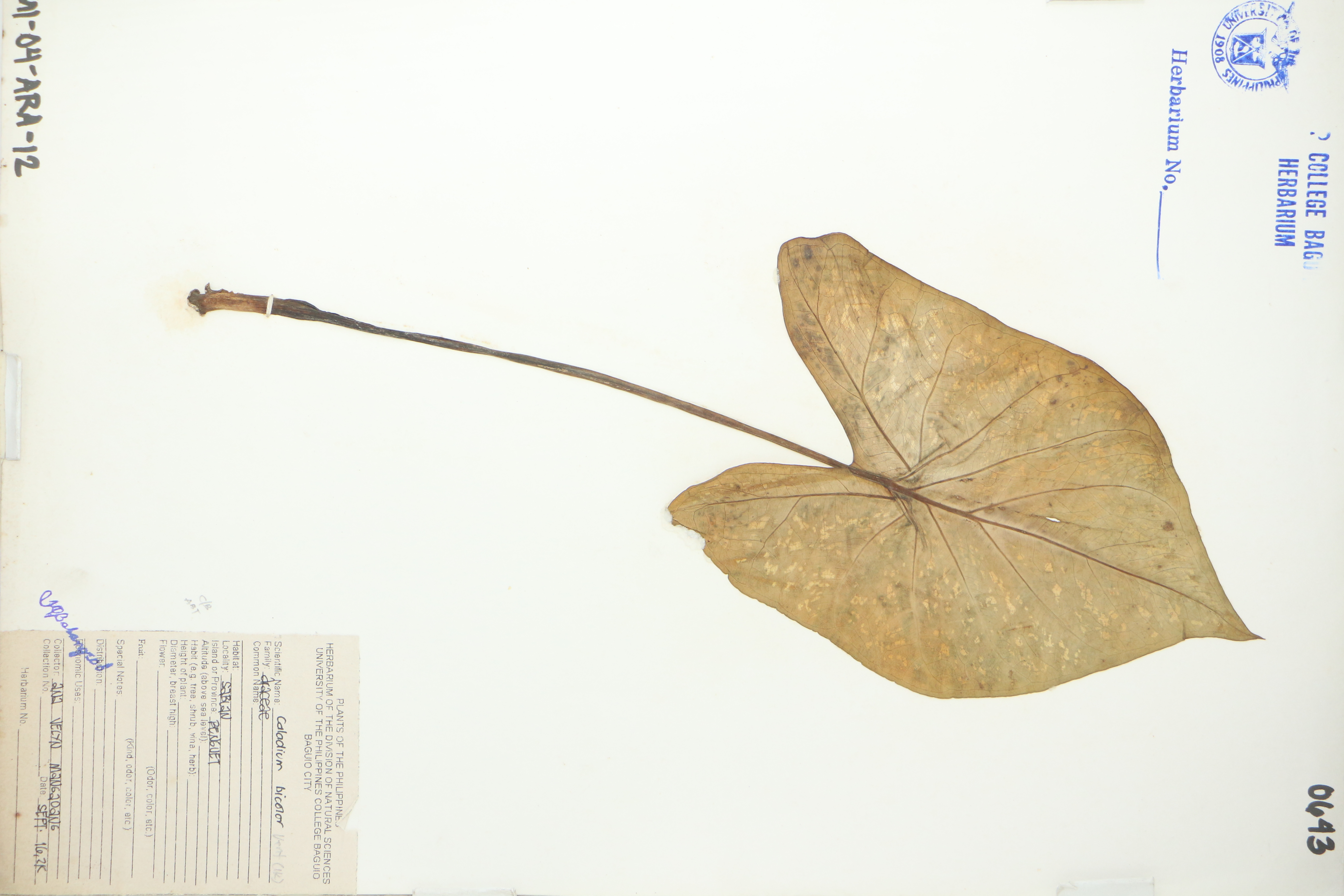 Caladium bicolor