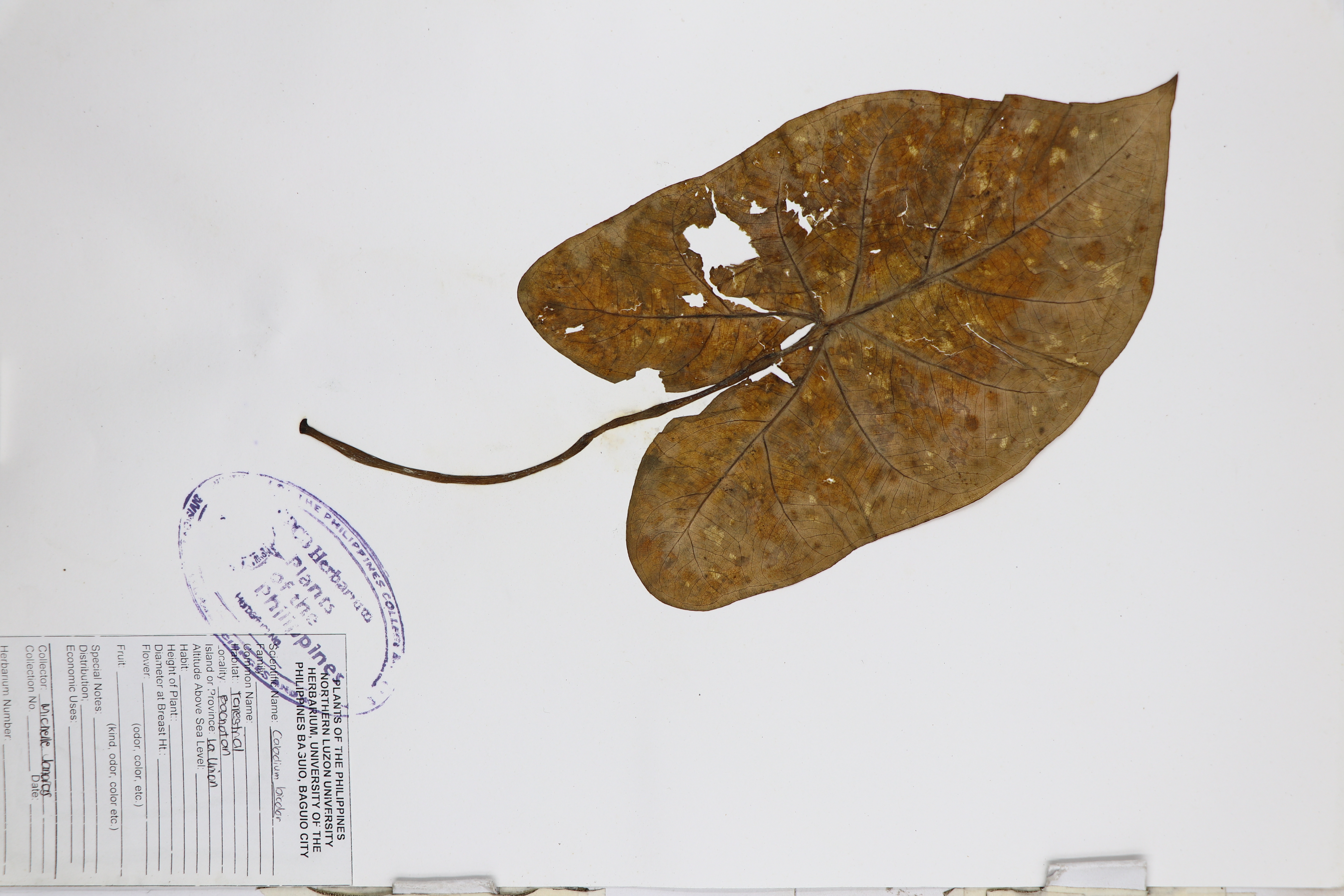 Caladium bicolor