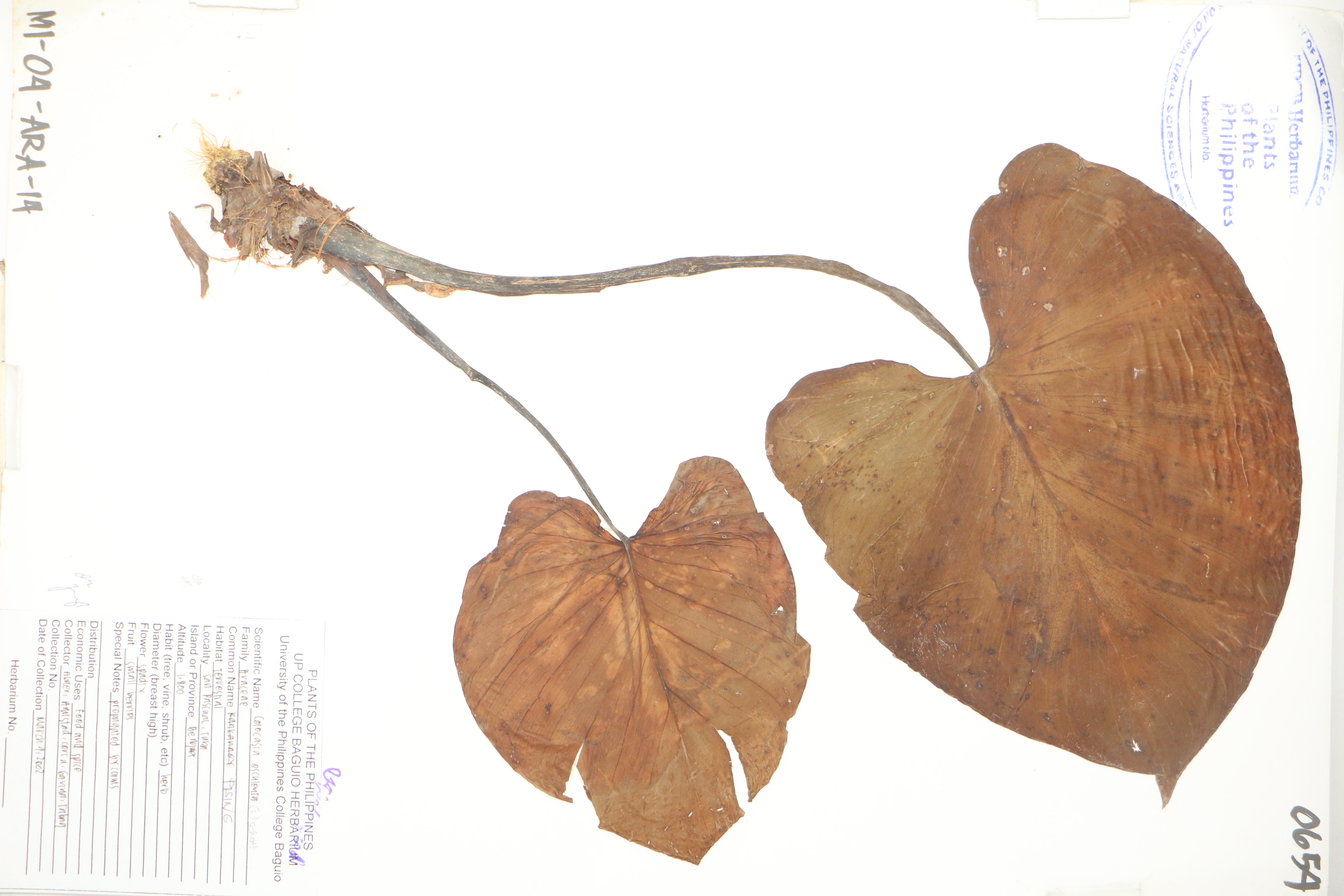 Colocasia esculenta