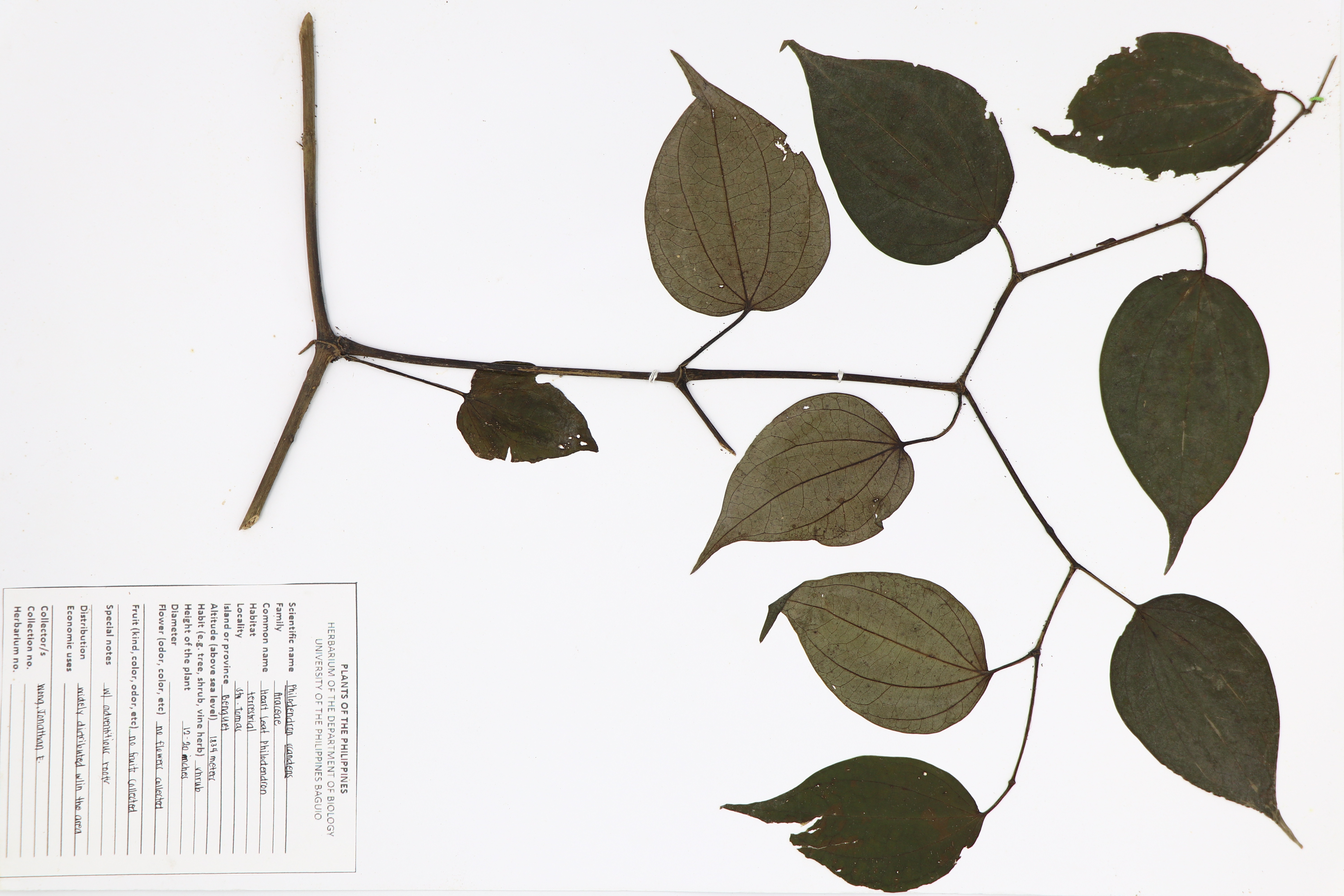 Philodendron hederaceum var. hederaceum