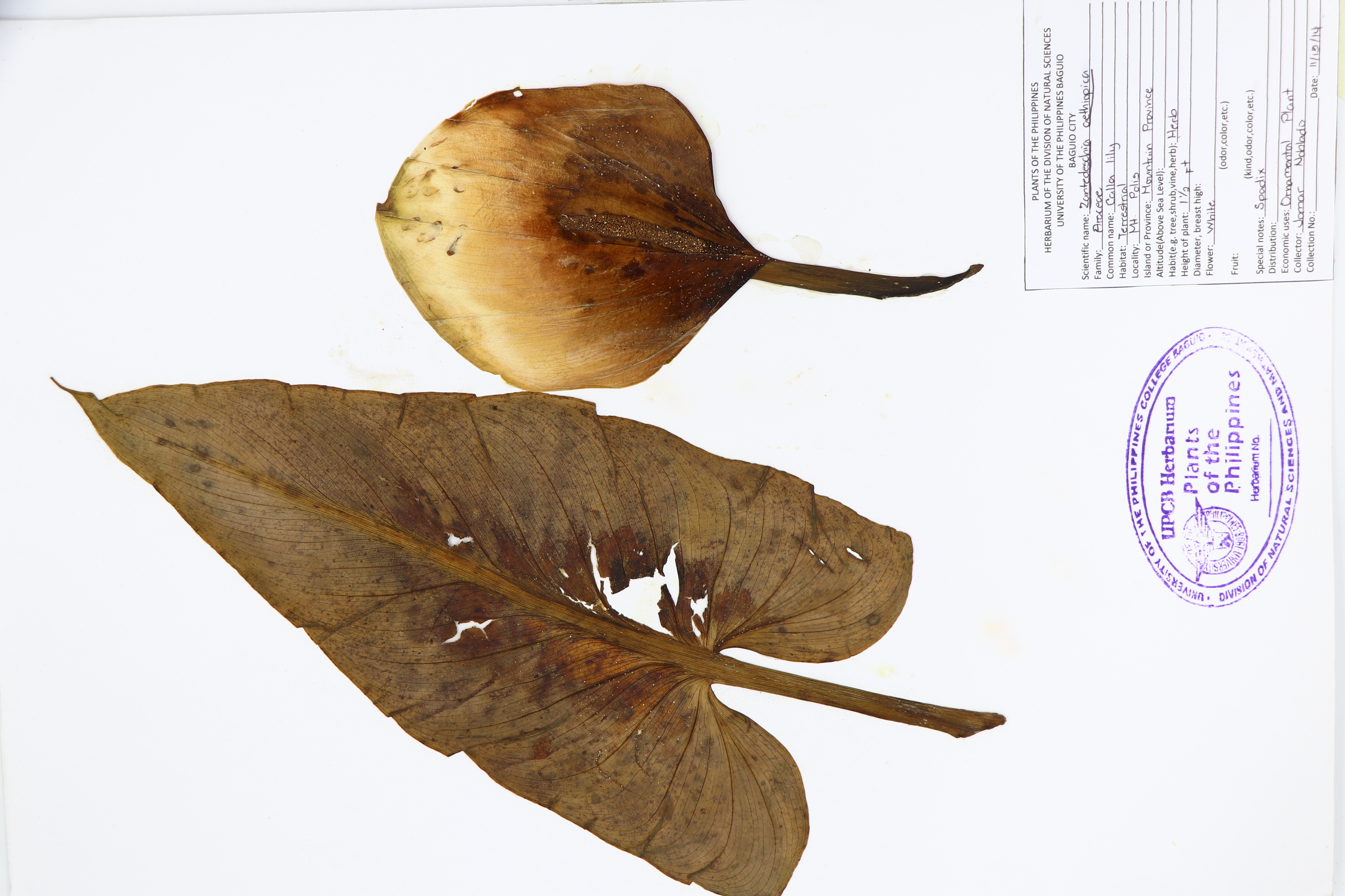 Zantedeschia aethiopica