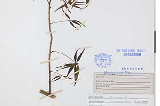 Schefflera microphylla