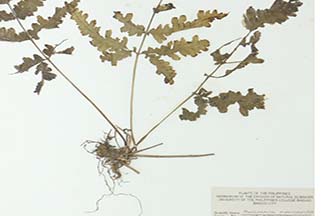 Pleocnemia macrodonta