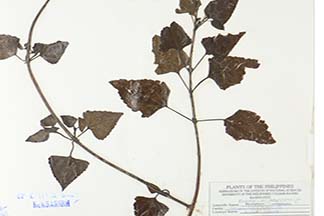 Ageratina adenophora