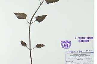 Ageratina adenophora