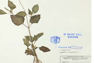 Ageratum conyzoides