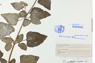 Ageratum conyzoides