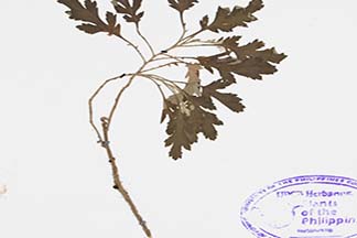 Artemisia dubia var. asiatica