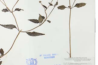 Bidens pilosa