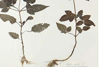 Bidens pilosa