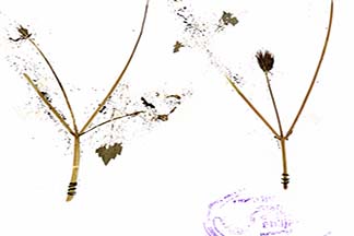 Bidens pilosa