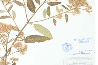 Blumea balsamifera