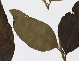 Blumea balsamifera