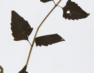 Chromolaena odorata