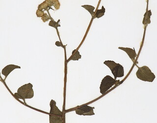 Erigeron sumatrensis