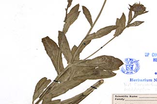 Xerochrysum bracteatum