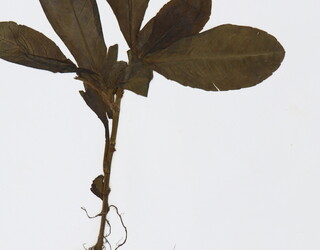 Sonchus oleraceus