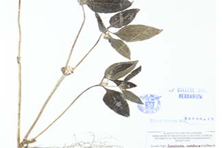 Synedrella nodiflora