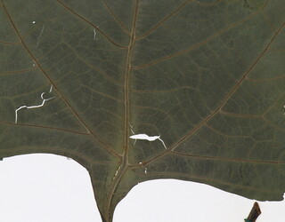 Tithonia diversifolia