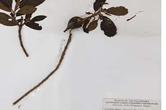 Vernonia benguetensis