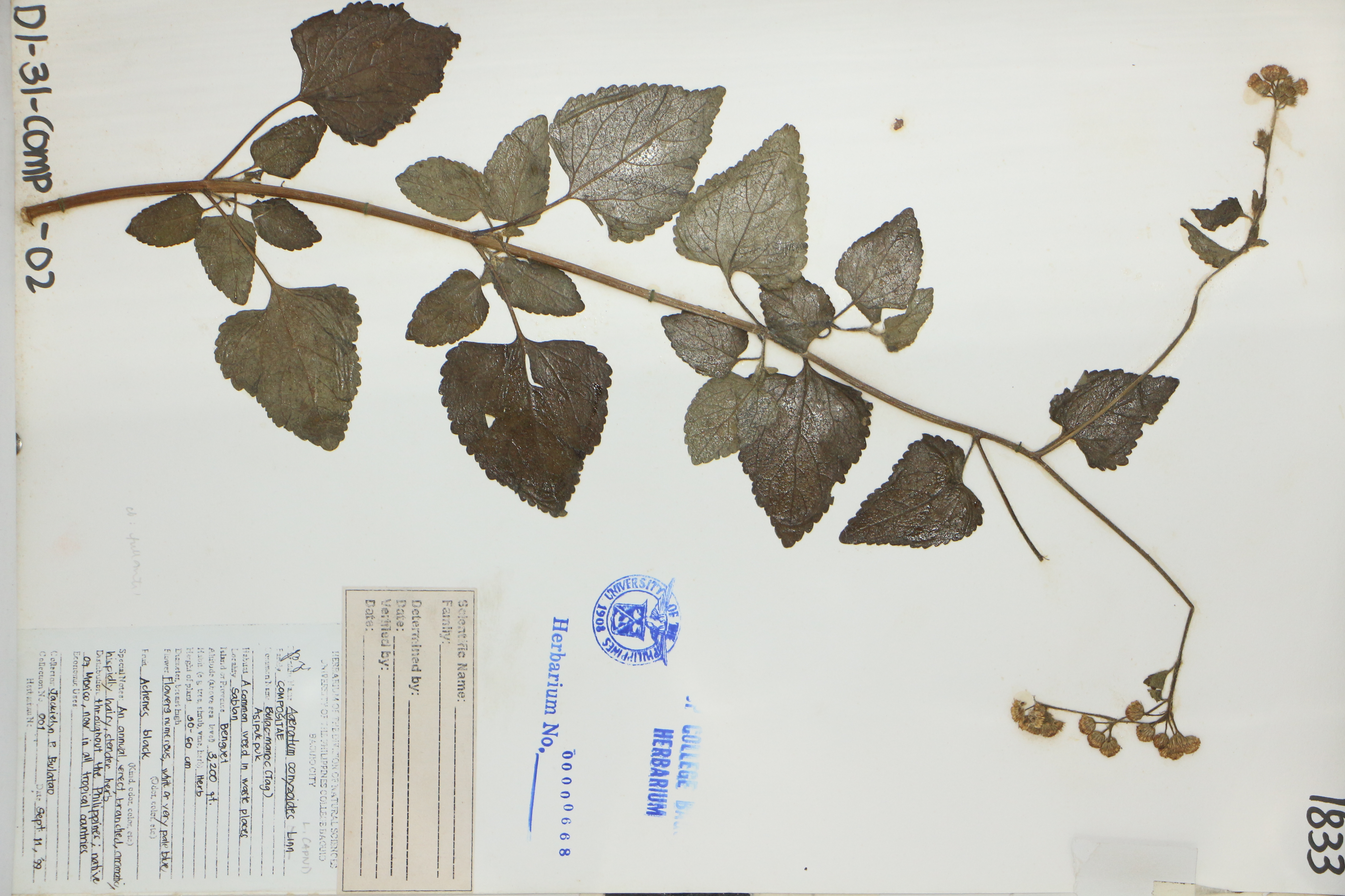 Ageratum conyzoides