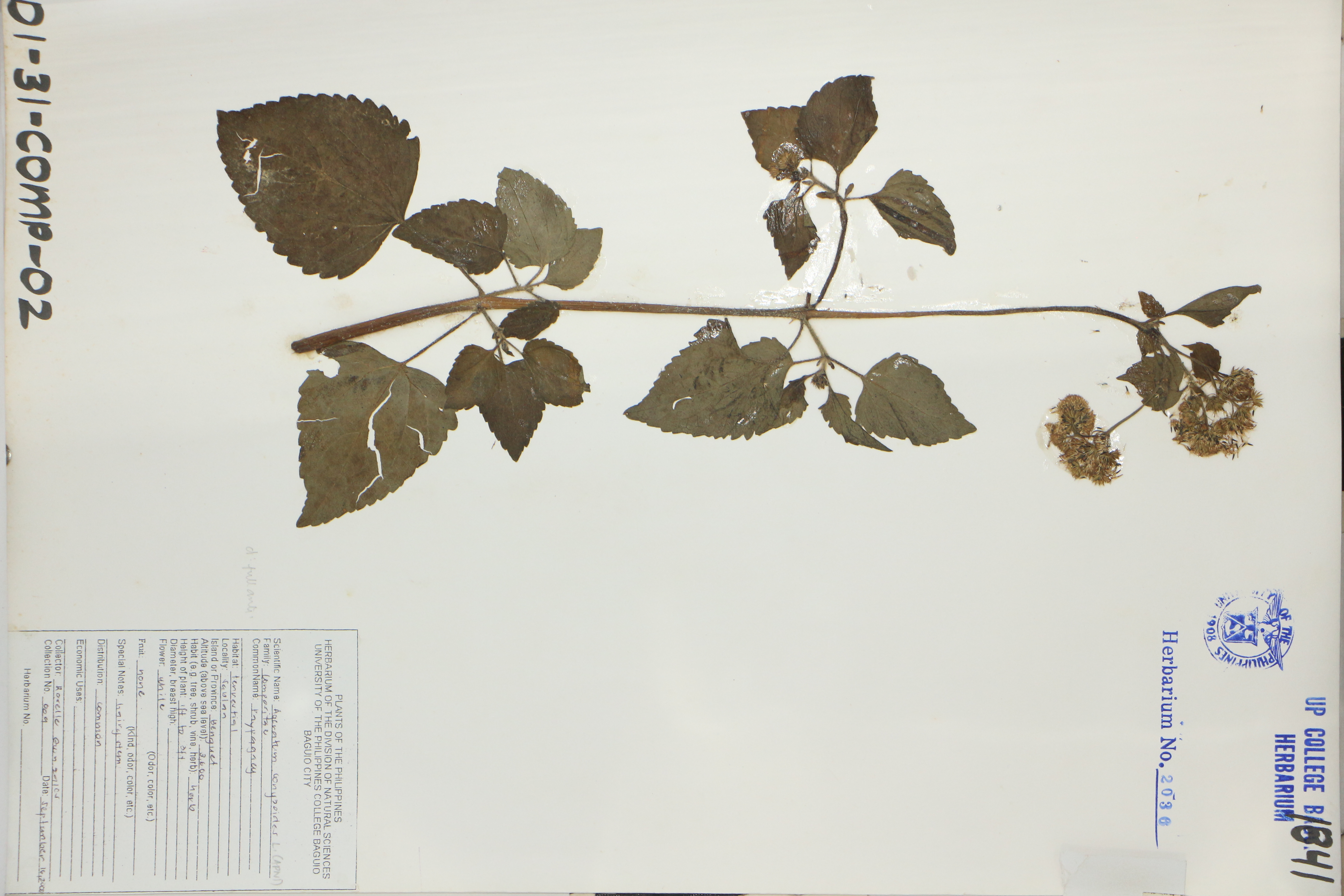 Ageratum conyzoides