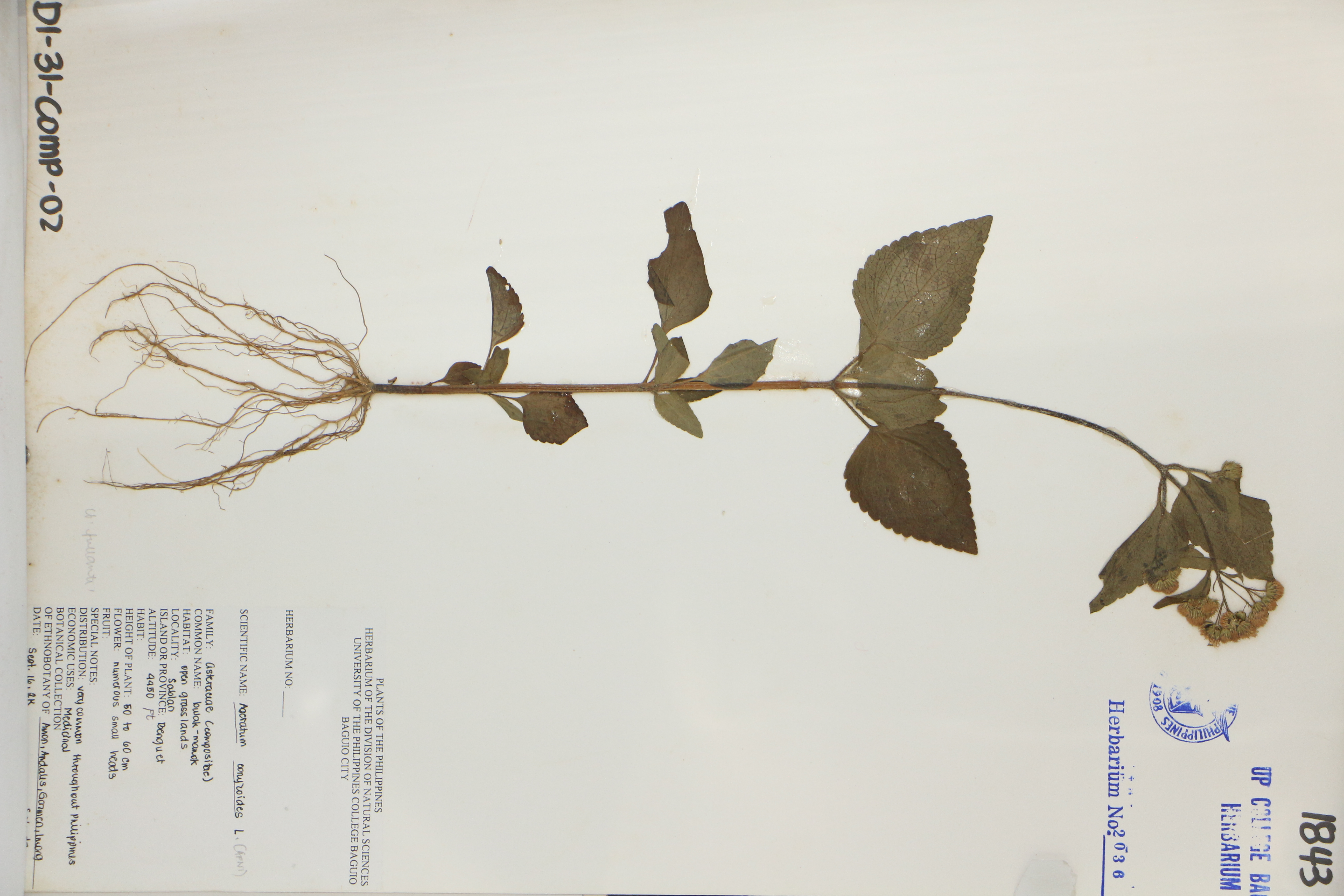 Ageratum conyzoides