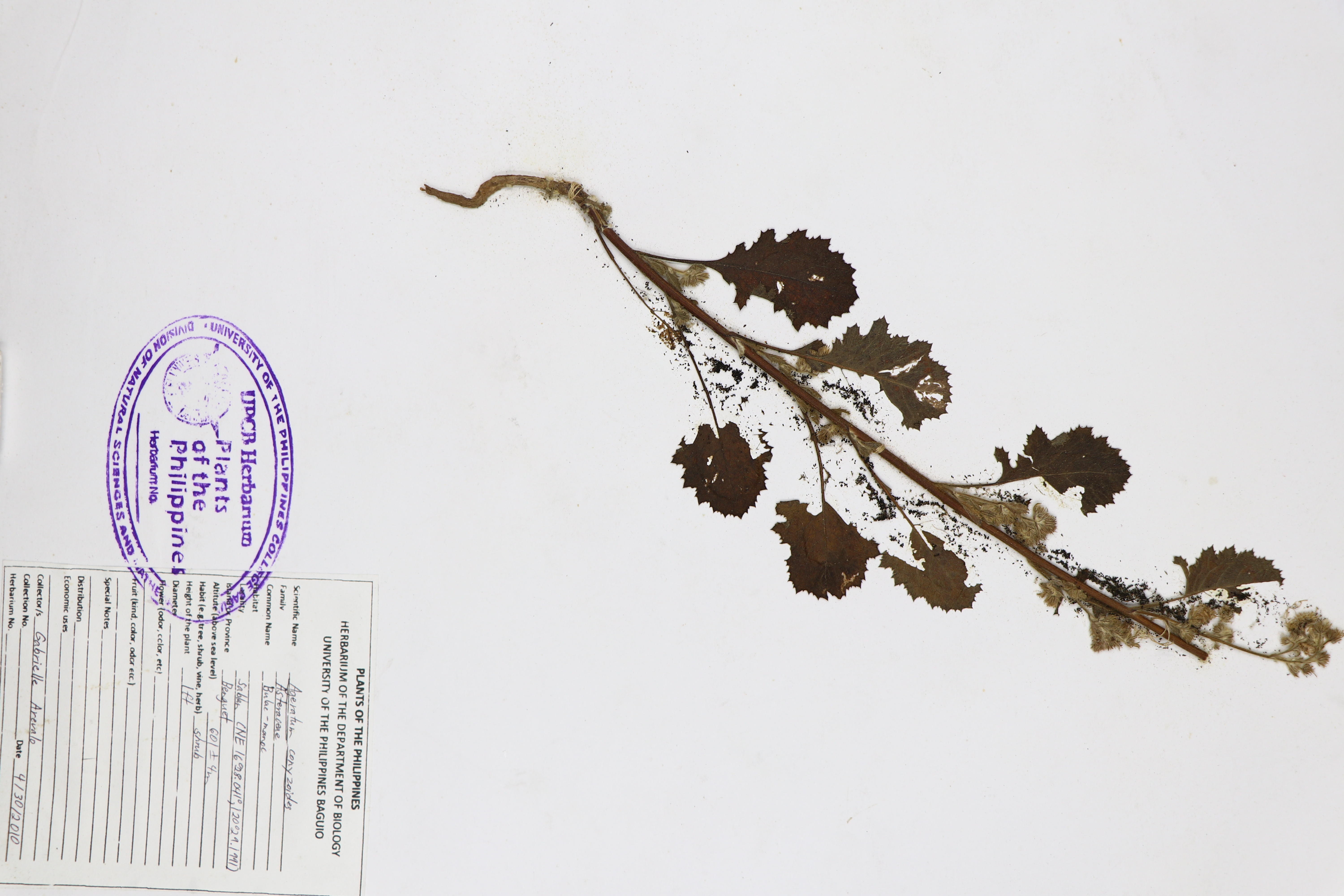 Ageratum conyzoides