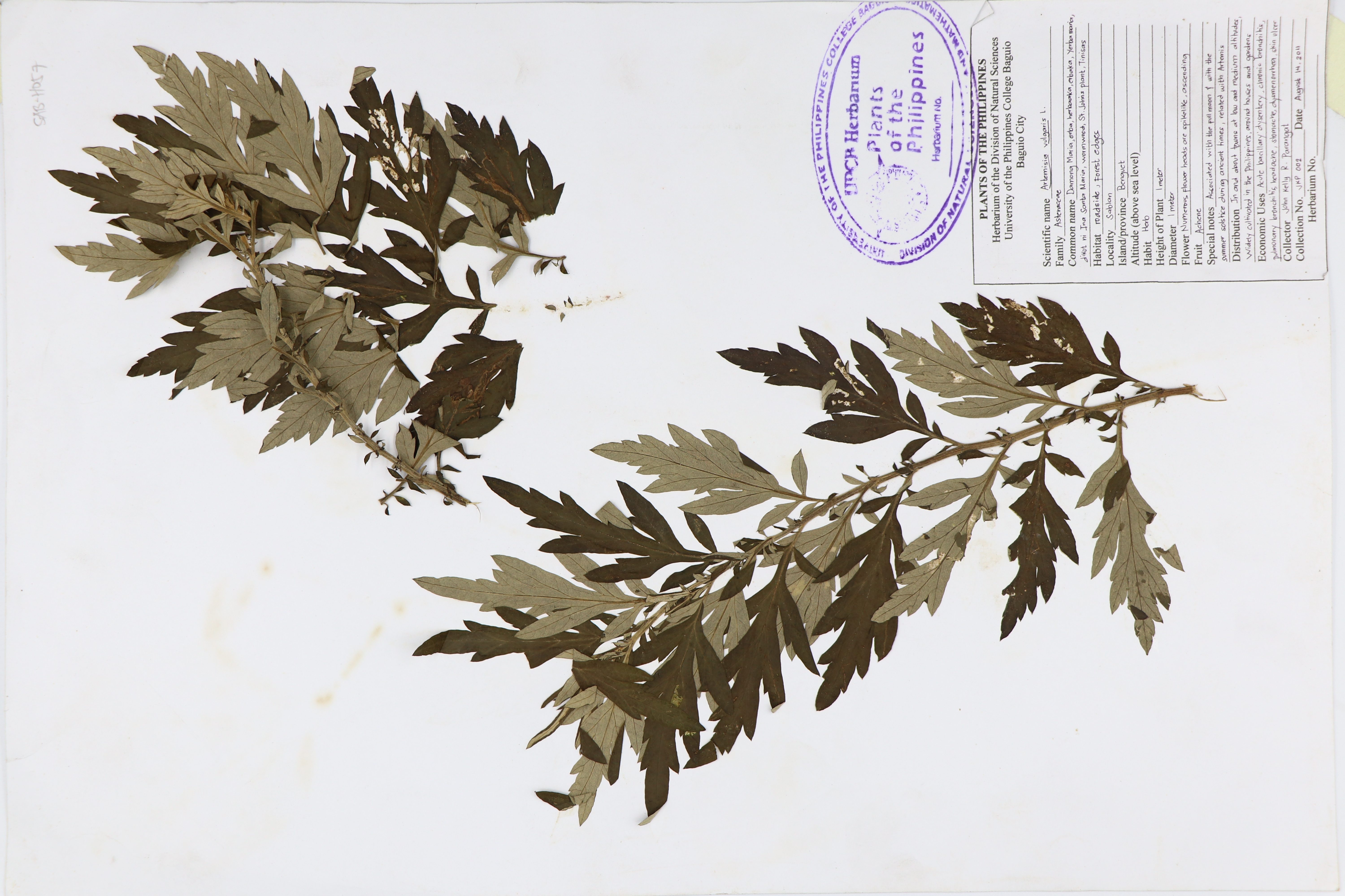 Artemisia vulgaris