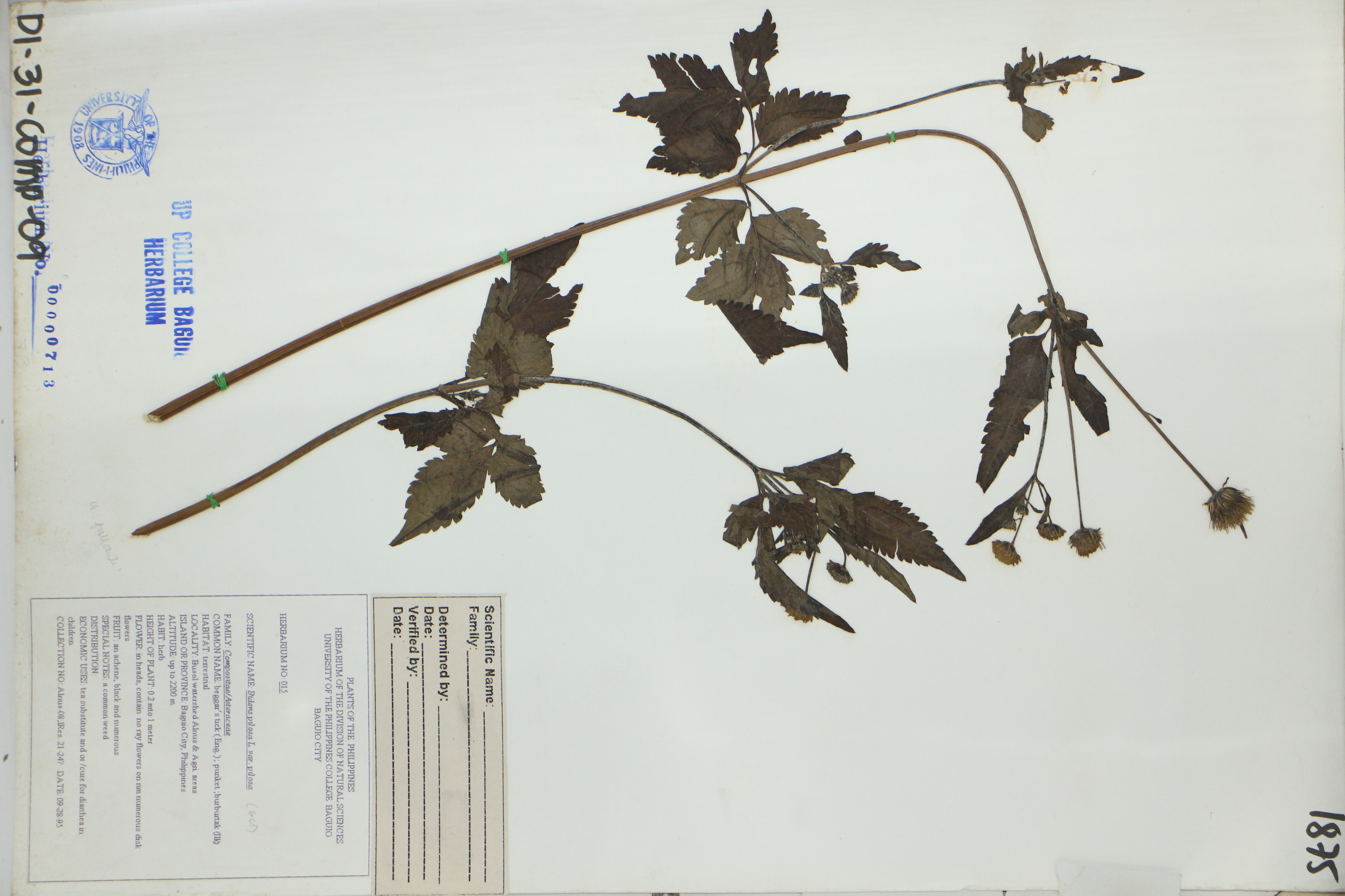 Bidens pilosa