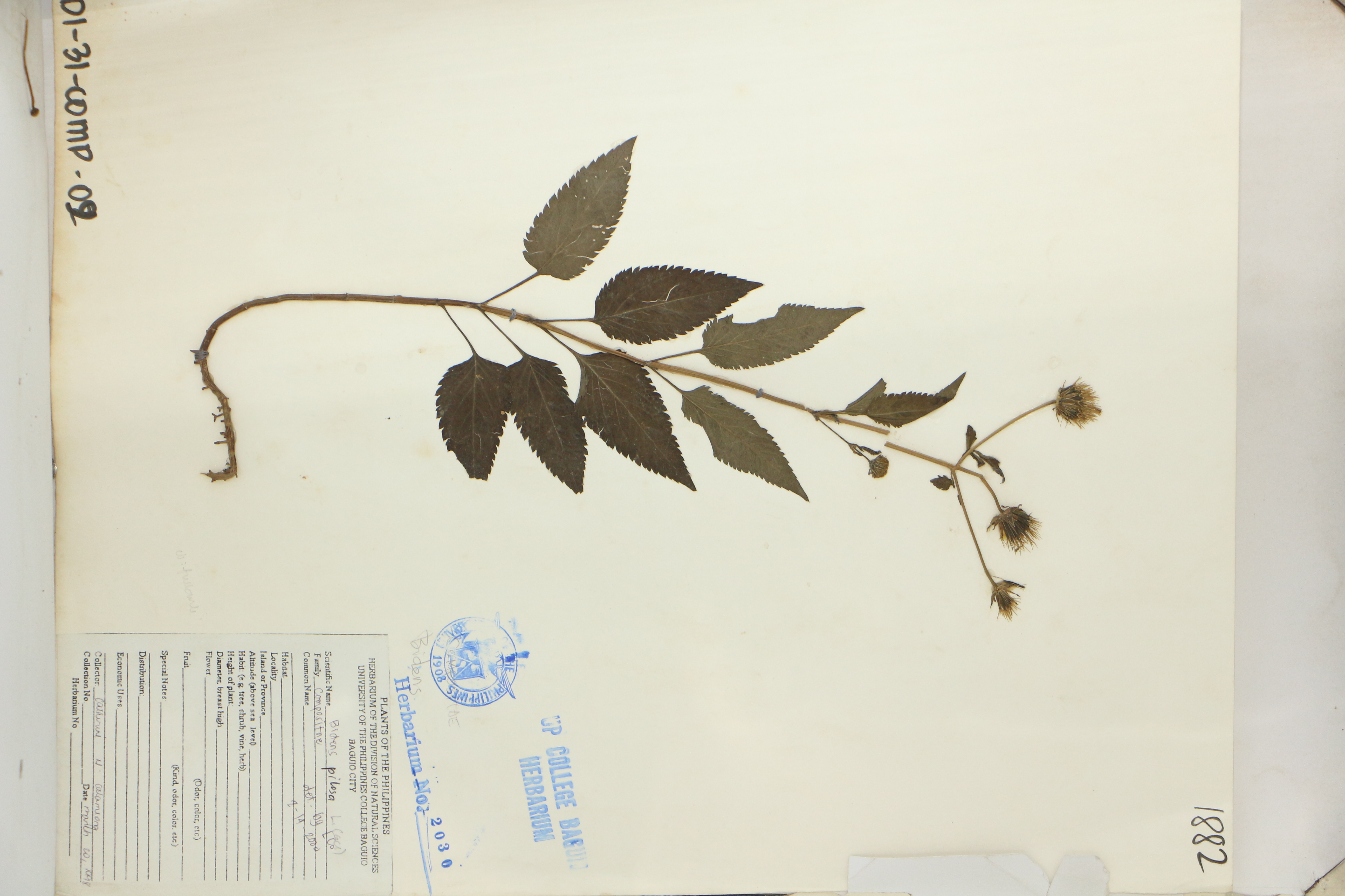 Bidens pilosa