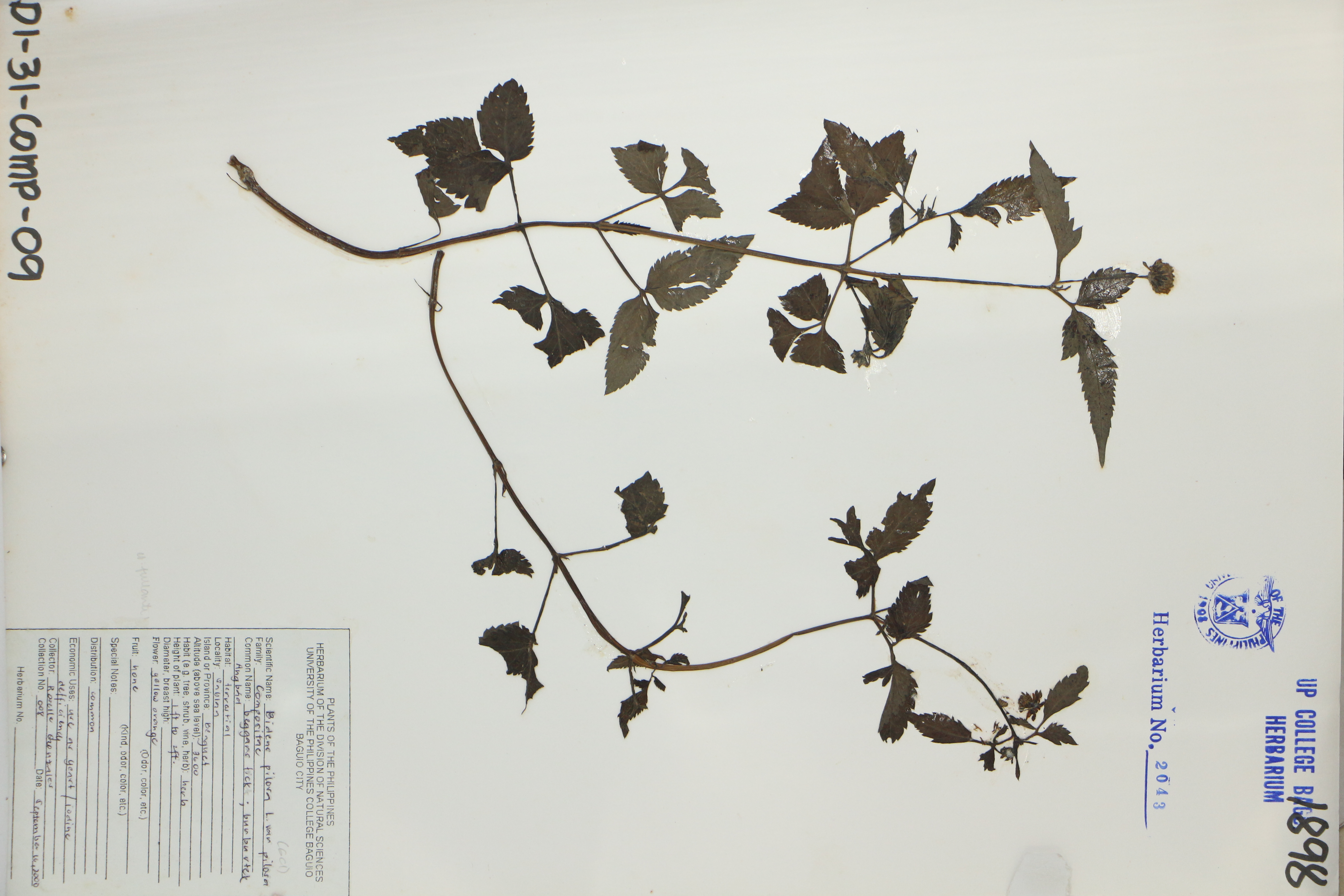 Bidens pilosa