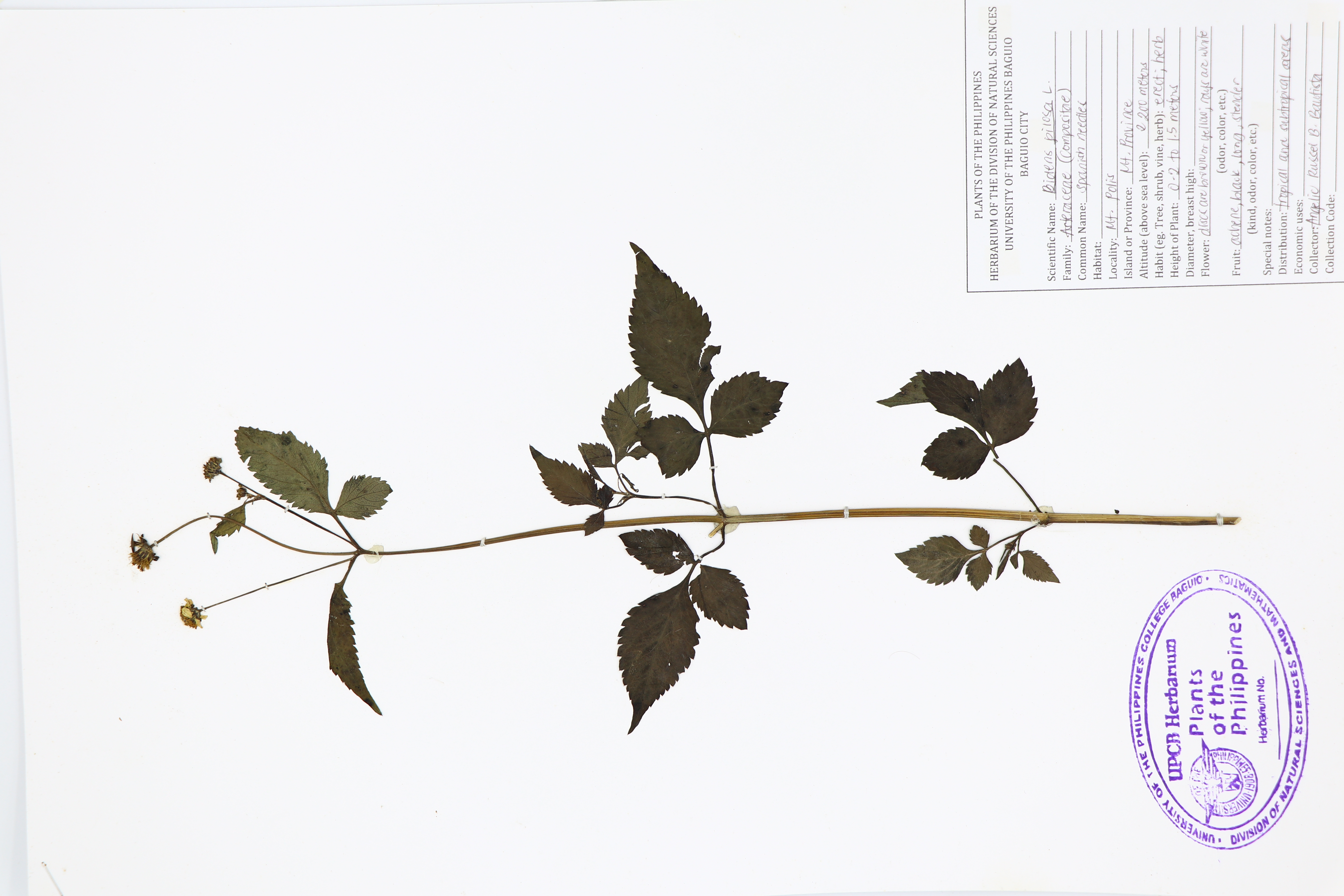 Bidens pilosa