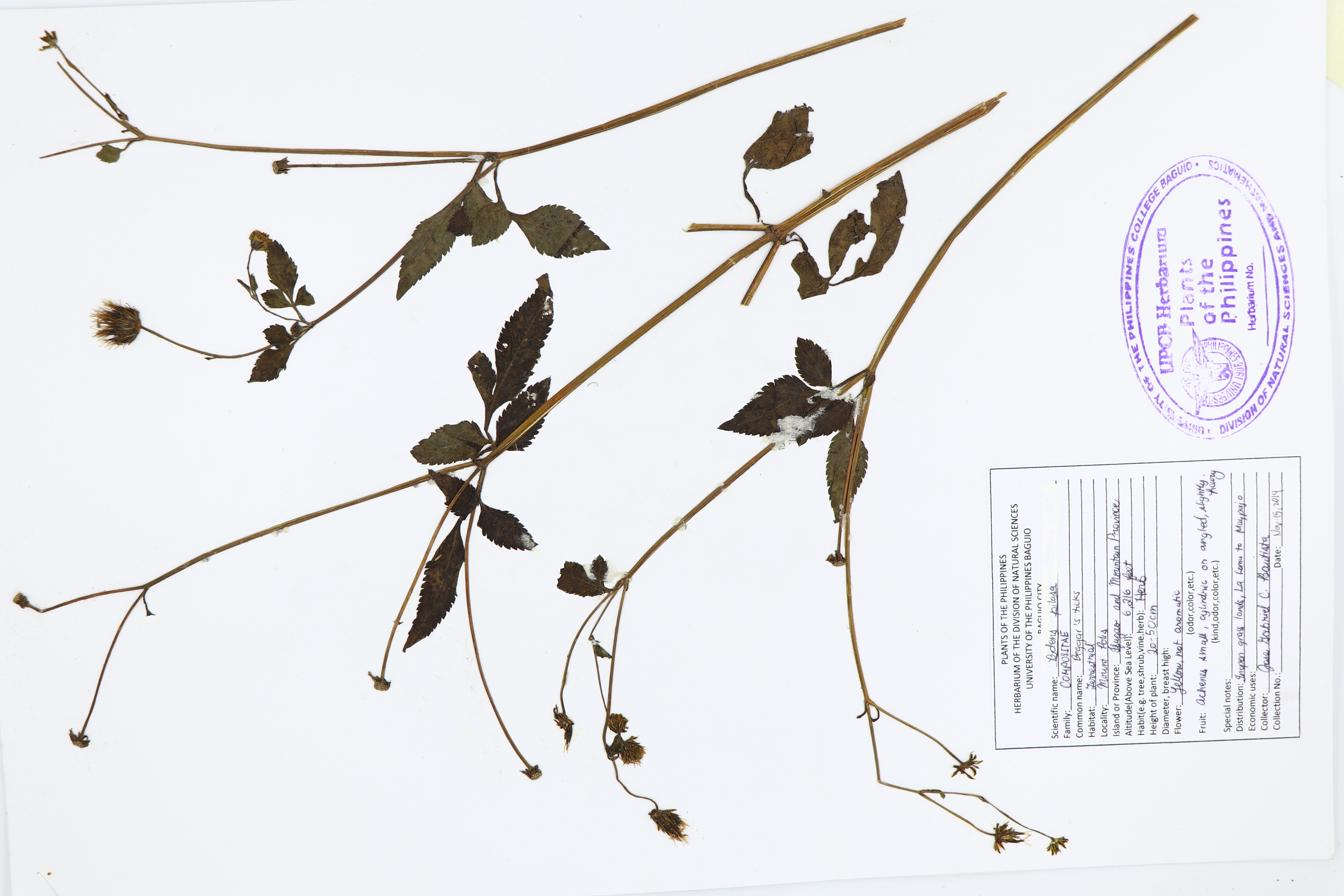 Bidens pilosa