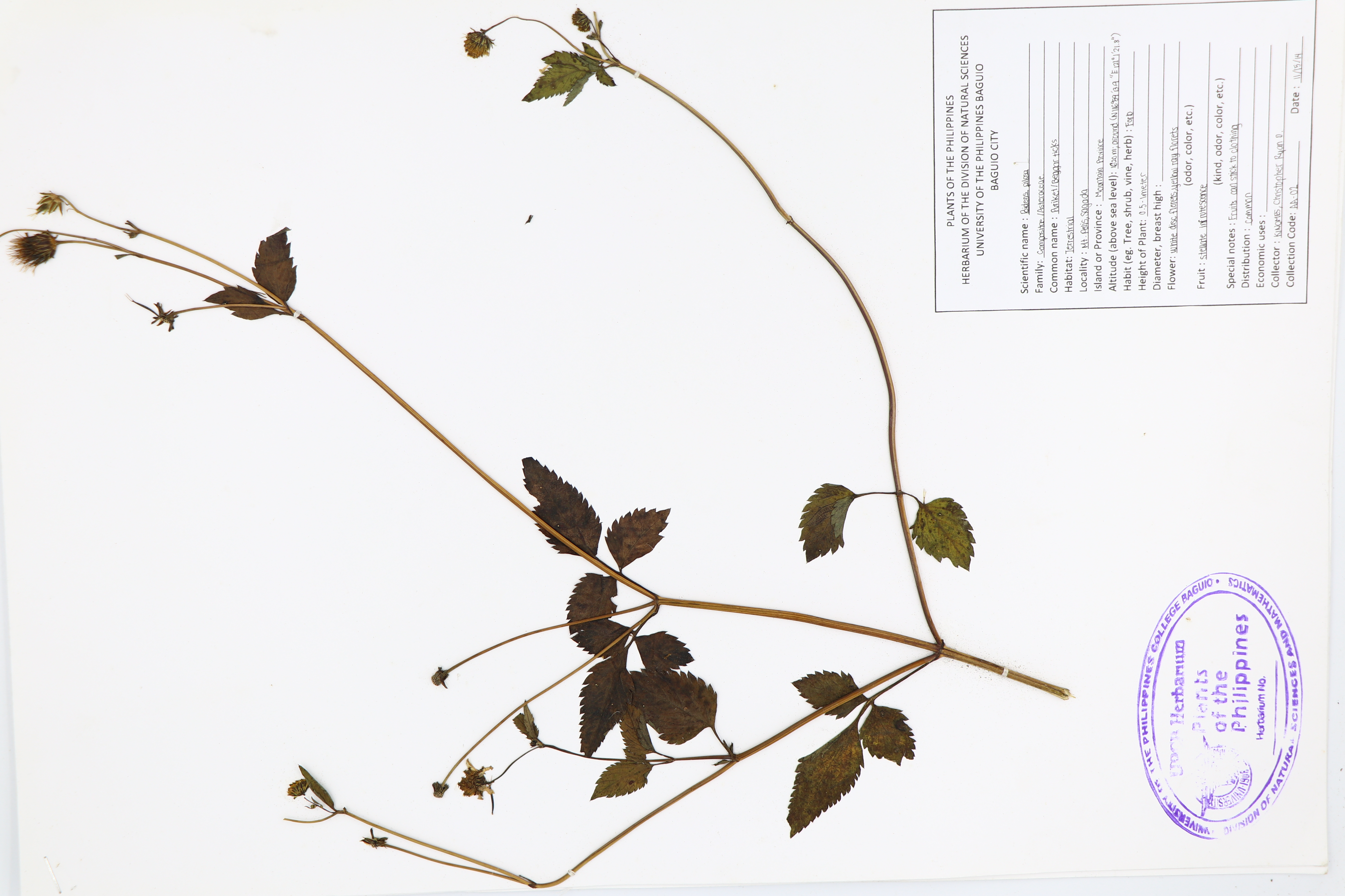 Bidens pilosa