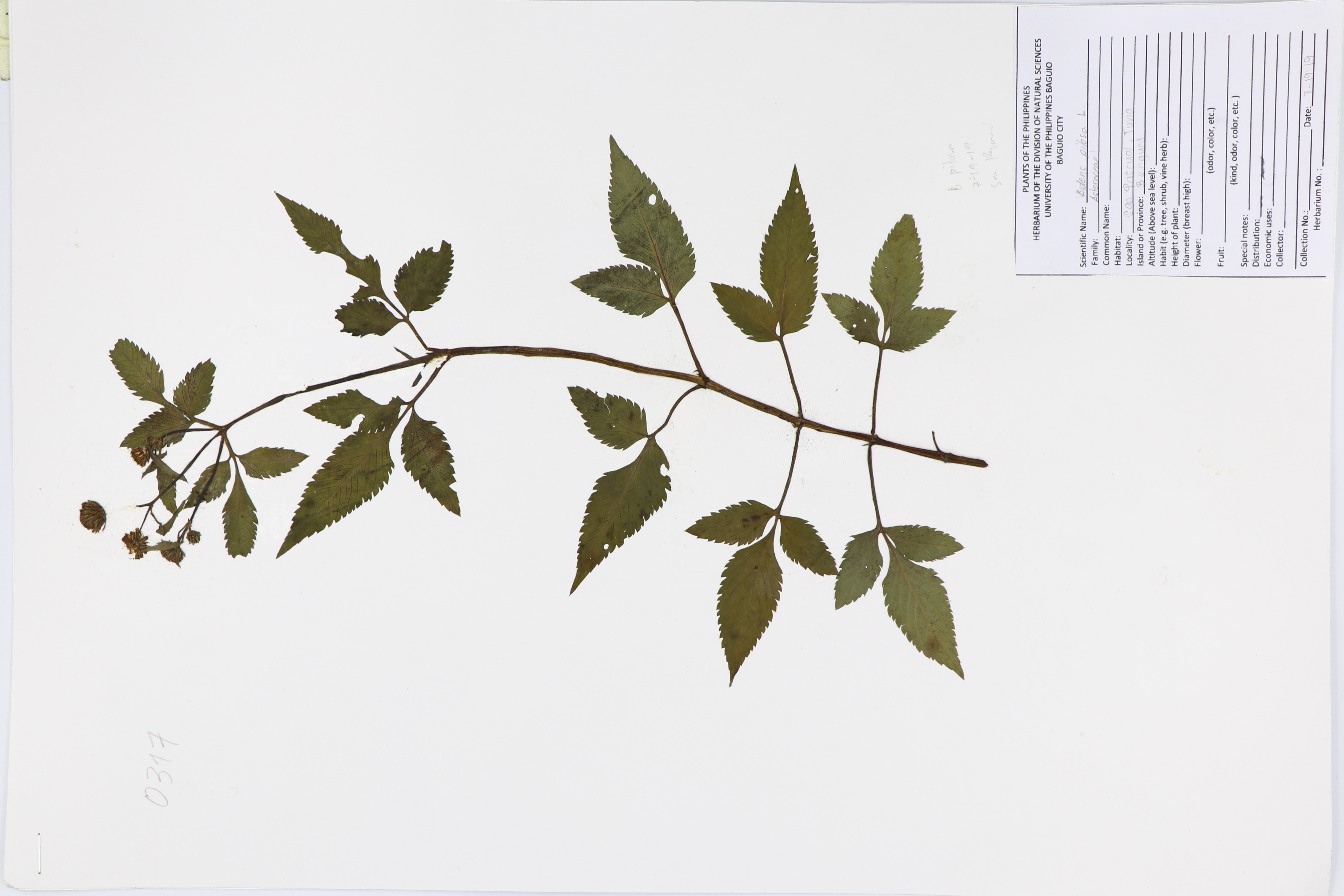 Bidens pilosa